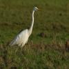 Great White Egret